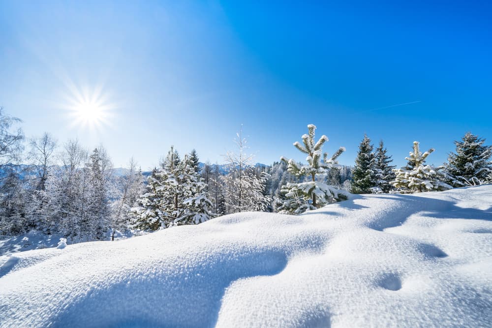 Wintersport: verse sneeuw en bomen